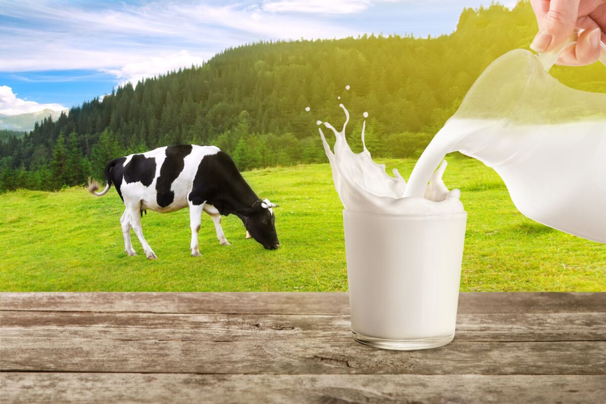 Manfaat Minum Susu Sapi untuk Kesehatan Tubuh