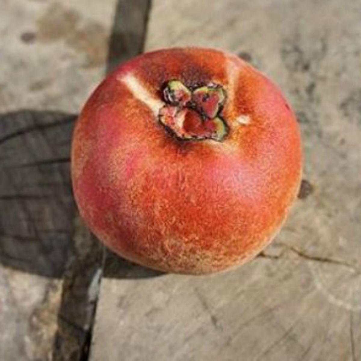 Manfaat Dari Buah Mentega